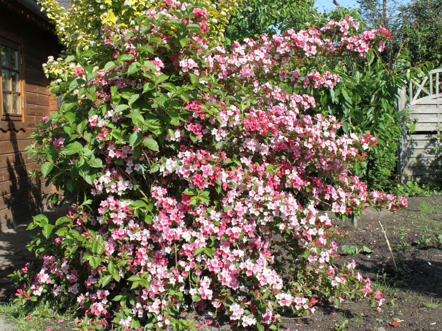 Weigelie 'Carnaval' Weigela 'Carnaval' Baumschule Horstmann