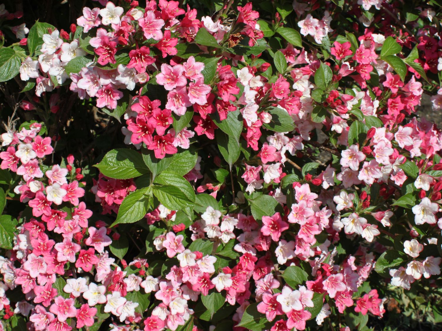 Weigelie 'Carnaval' Weigela 'Carnaval' Baumschule Horstmann