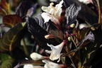 Weigelie 'Ebony and Ivory' - Weigela florida 'Ebony and Ivory'