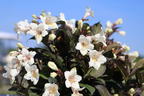 Weigelie 'Ebony and Ivory' - Weigela florida 'Ebony and Ivory'