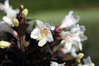 Weigelie 'Ebony and Ivory' - Weigela florida 'Ebony and Ivory'