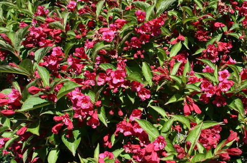 Weigelie 'Eva Rathke' - Weigela 'Eva Rathke'