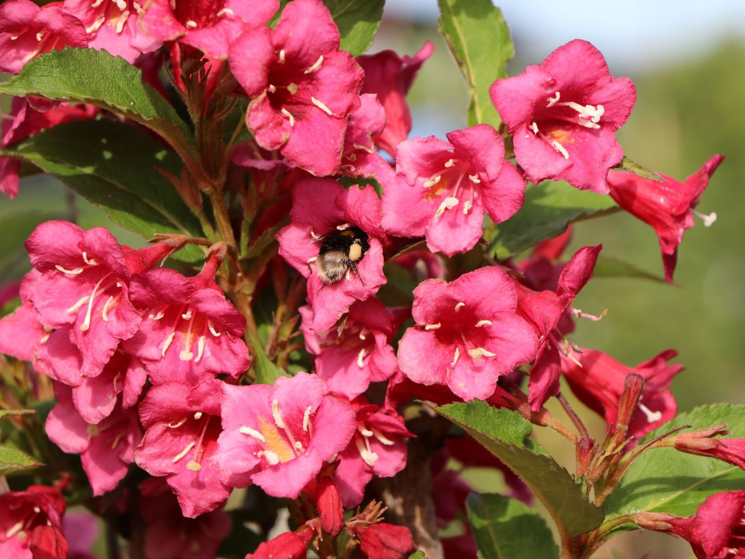 Weigelie 'Eva Rathke' Weigela 'Eva Rathke' Baumschule Horstmann