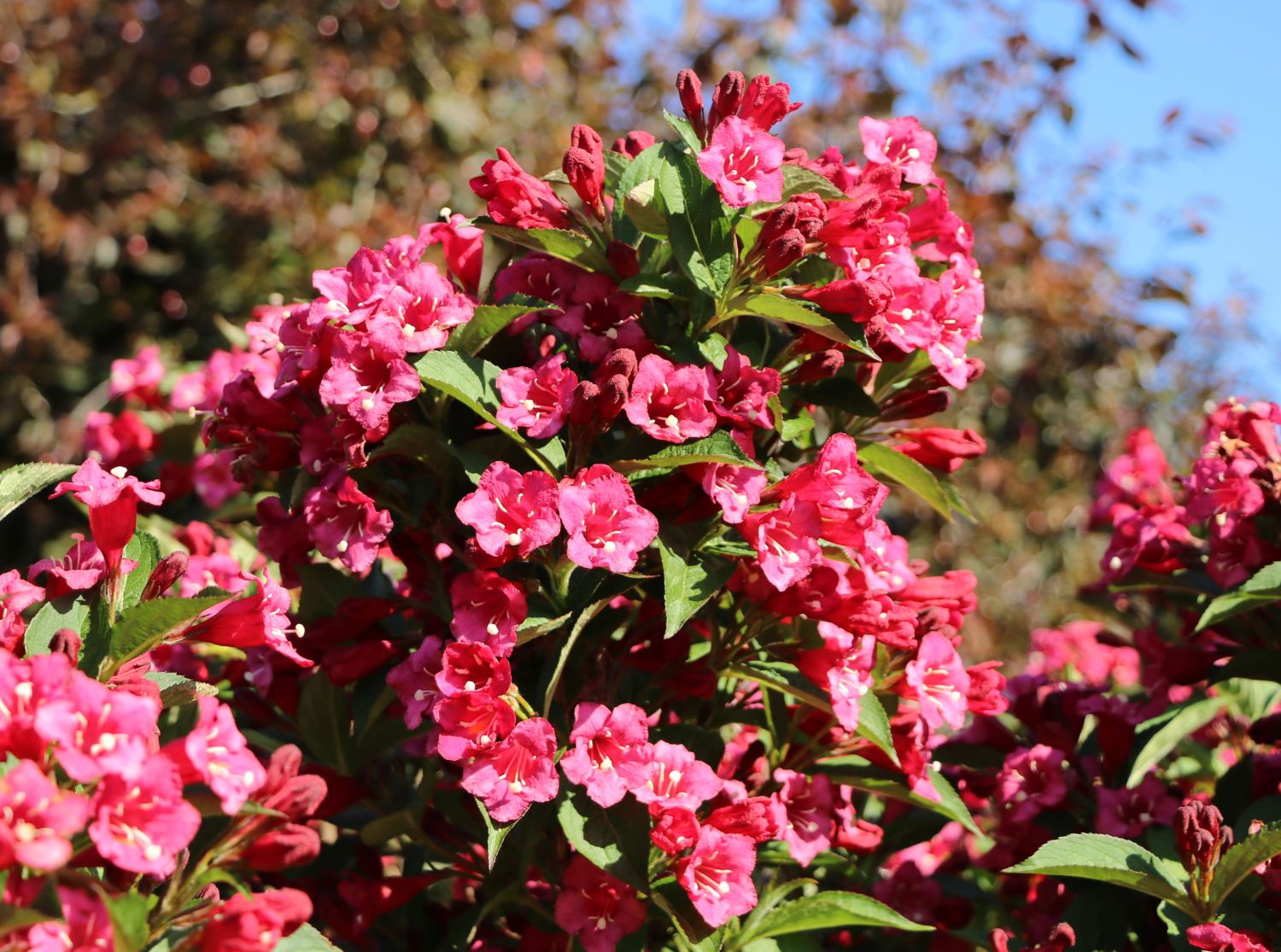 Weigelie 'Eva Rathke' Weigela 'Eva Rathke' Baumschule Horstmann