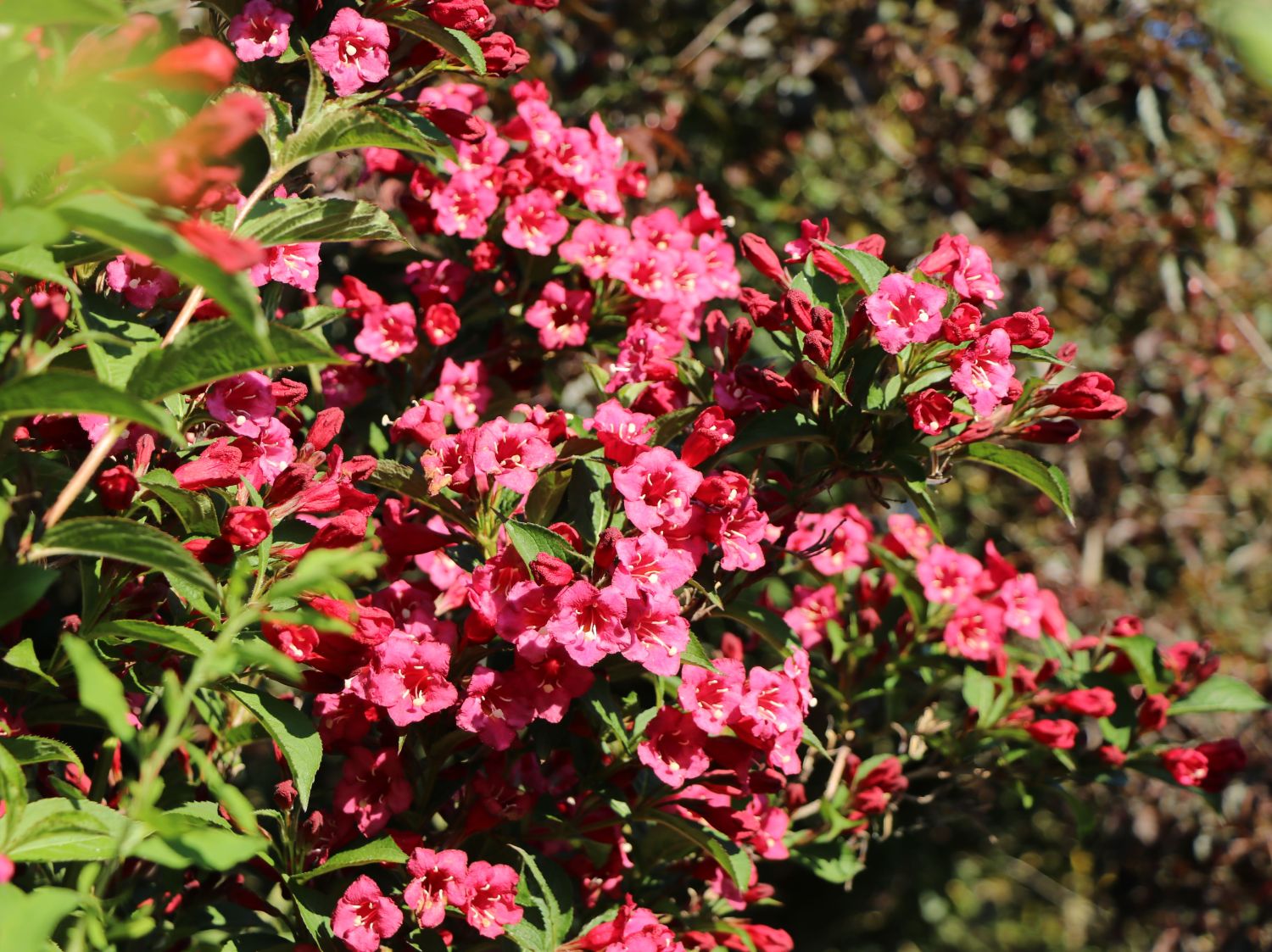 Weigelie 'Eva Rathke' Weigela 'Eva Rathke' Baumschule Horstmann