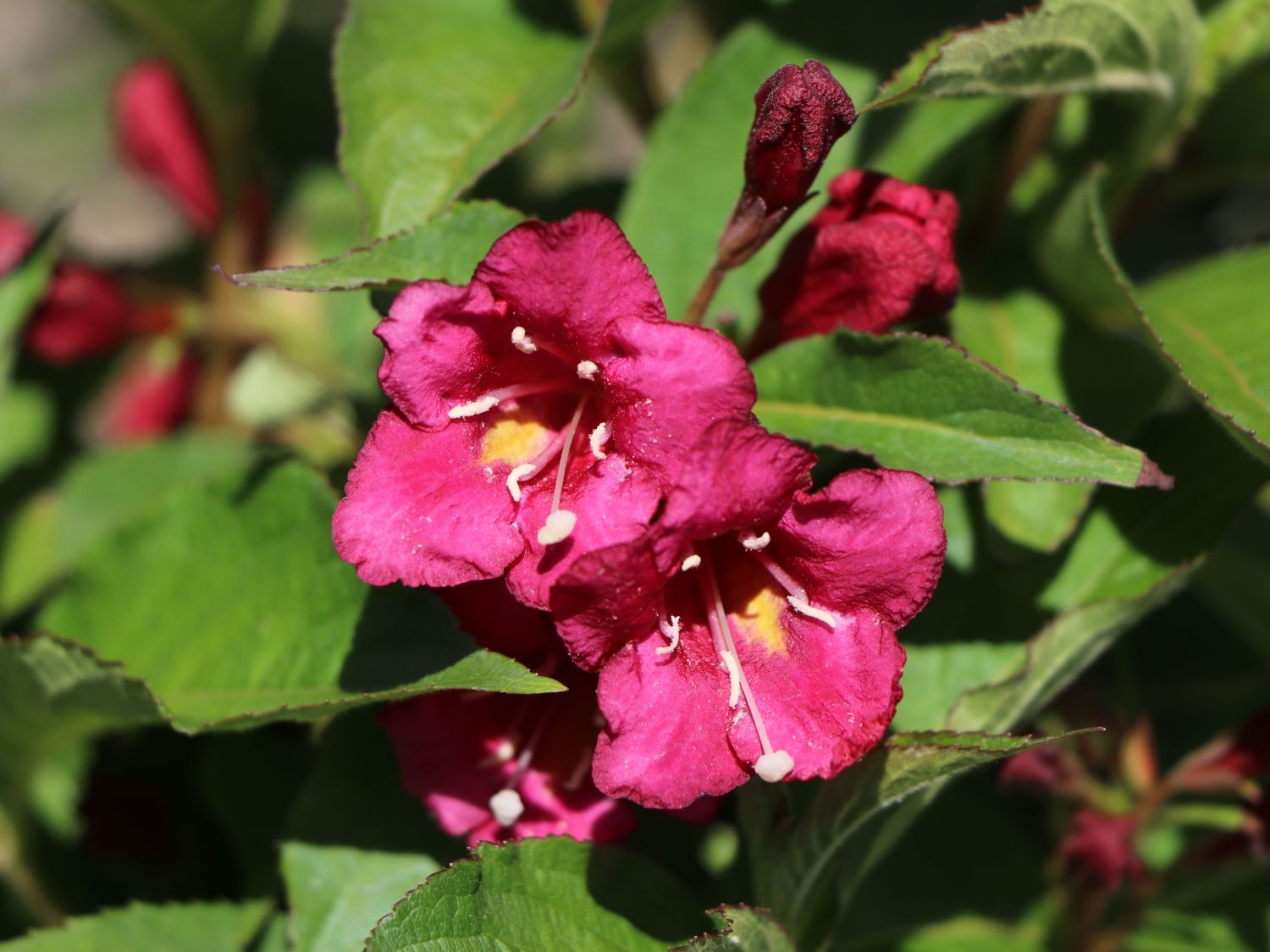 Weigelie 'Eva Supreme' - Weigela 'Eva Supreme'