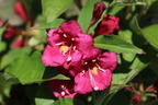 Weigelie 'Eva Supreme' - Weigela 'Eva Supreme'