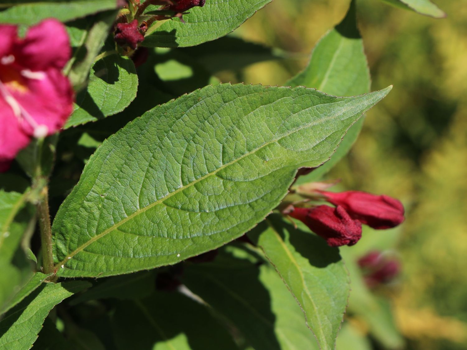 Weigelie 'Eva Supreme' - Weigela 'Eva Supreme'