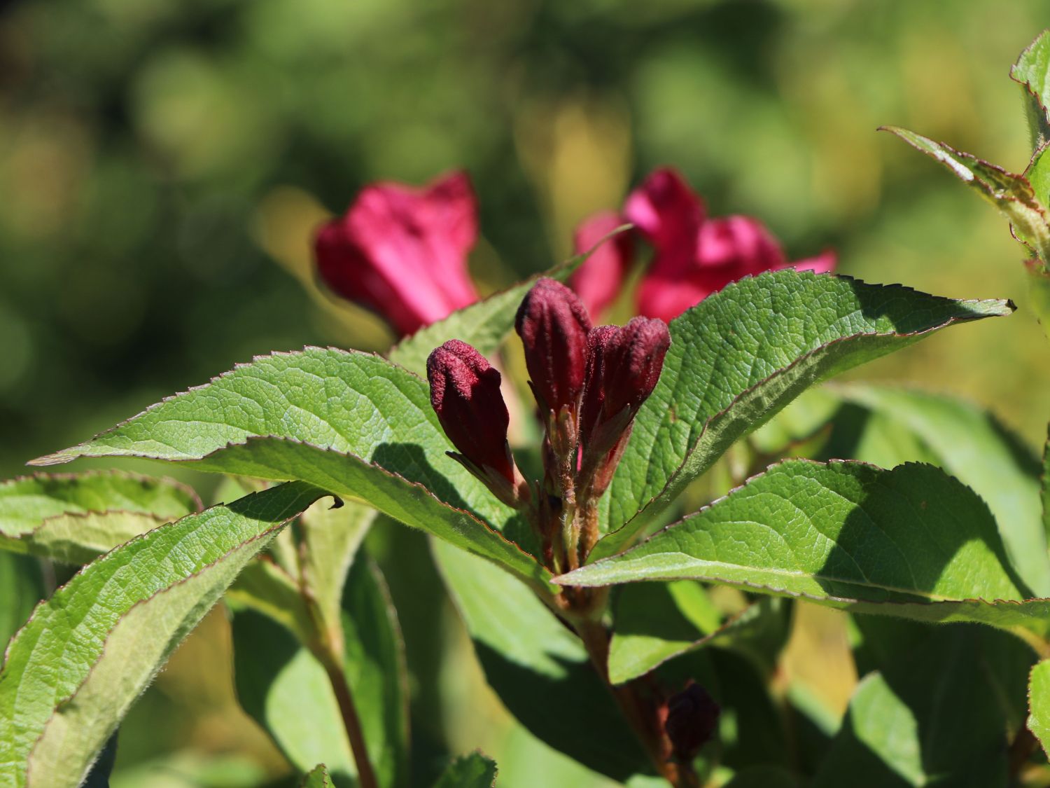 Weigelie 'Eva Supreme' - Weigela 'Eva Supreme'