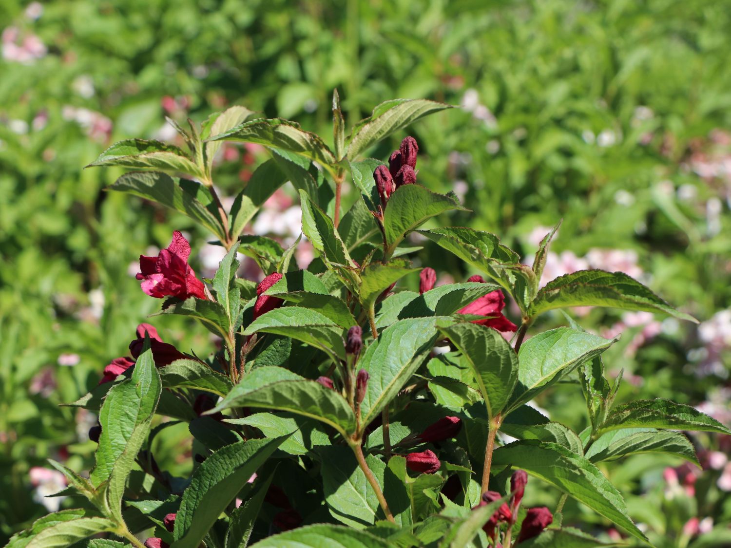 Weigelie 'Eva Supreme' - Weigela 'Eva Supreme'
