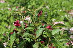 Weigelie 'Eva Supreme' - Weigela 'Eva Supreme'
