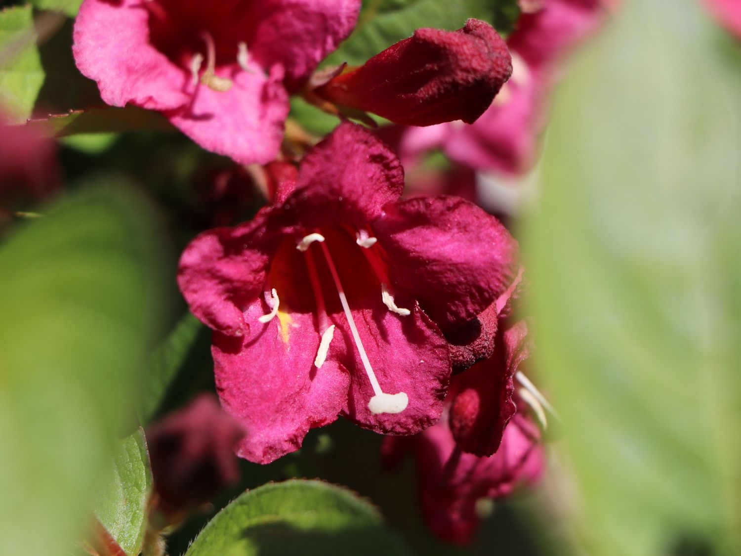 Weigelie 'Eva Supreme' - Weigela 'Eva Supreme'