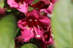 Weigelie 'Eva Supreme' - Weigela 'Eva Supreme'