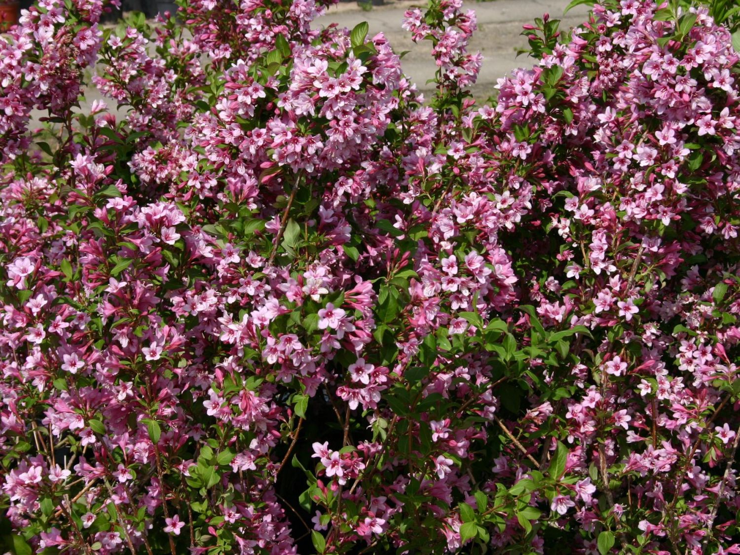 Geißblattgewächse (Caprifoliaceae)
