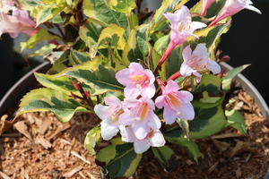 Weigelie 'Magical Rainbow'