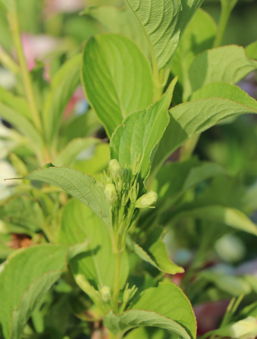 Weigelie 'Marjorie' Weigela florida 'Marjorie' Baumschule Horstmann