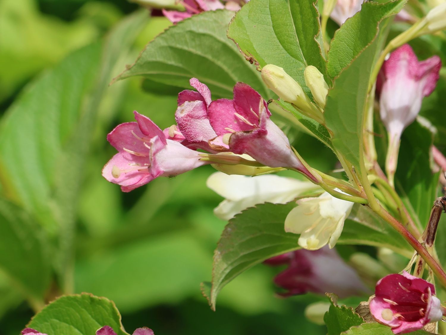Weigelie 'Marjorie' Weigela florida 'Marjorie' Baumschule Horstmann
