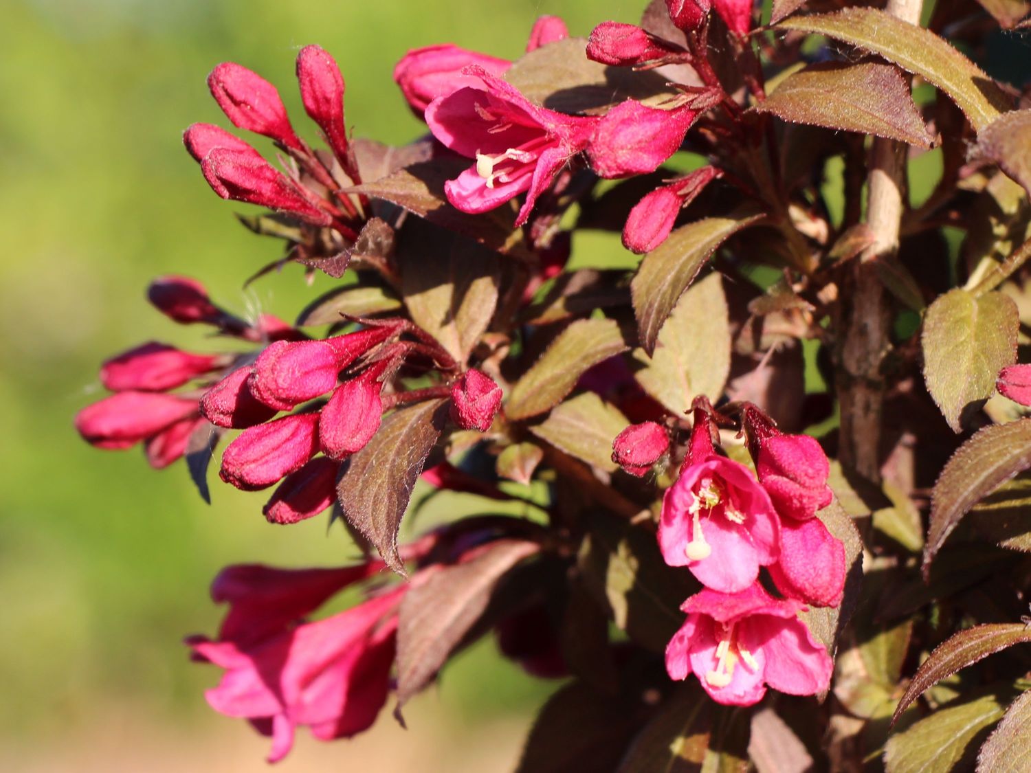 Weigelie 'Minor Black' ® Weigela florida 'Minor Black' ® Baumschule