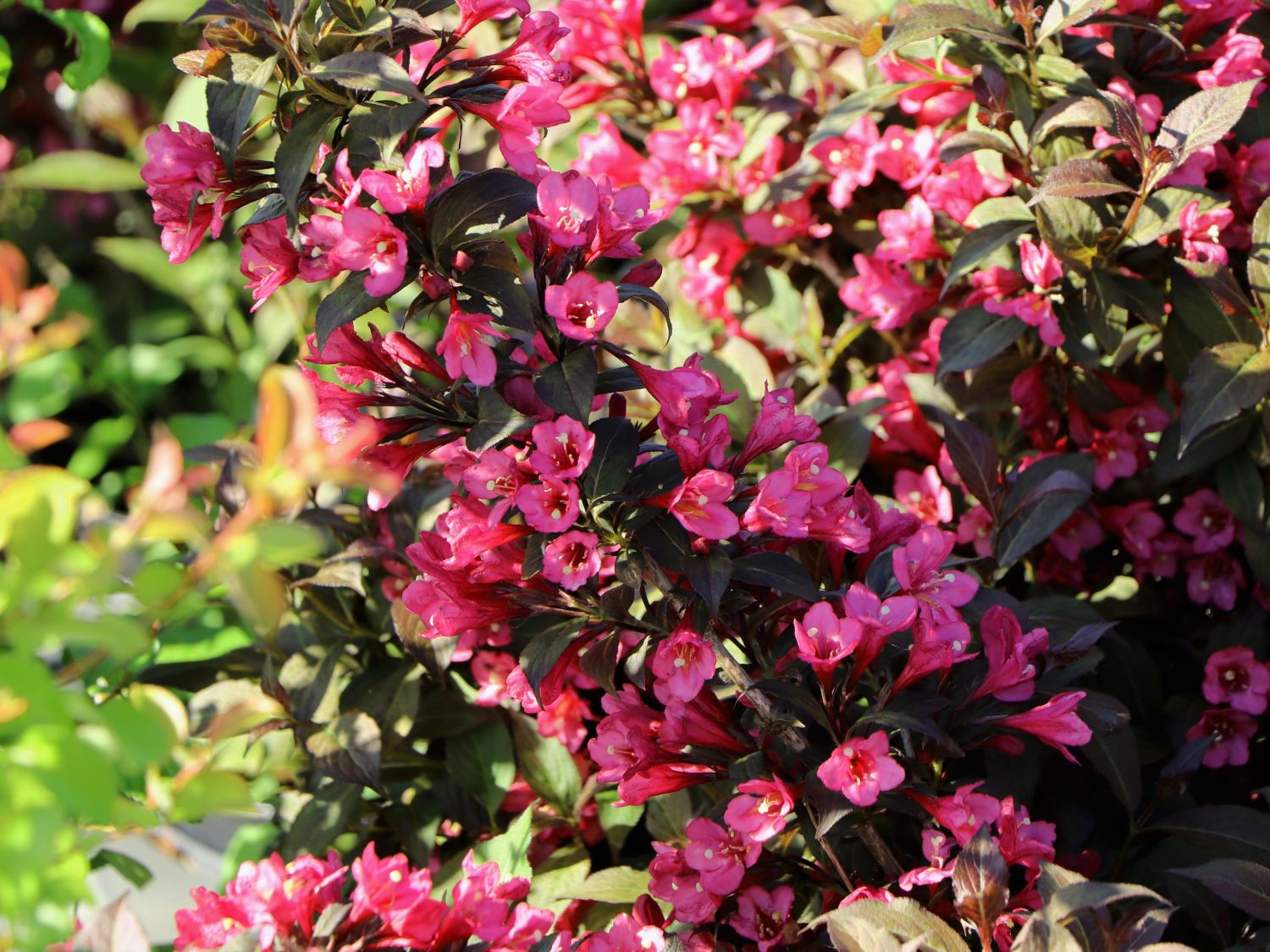 Weigelie 'Minor Black' ® Weigela florida 'Minor Black' ® Baumschule