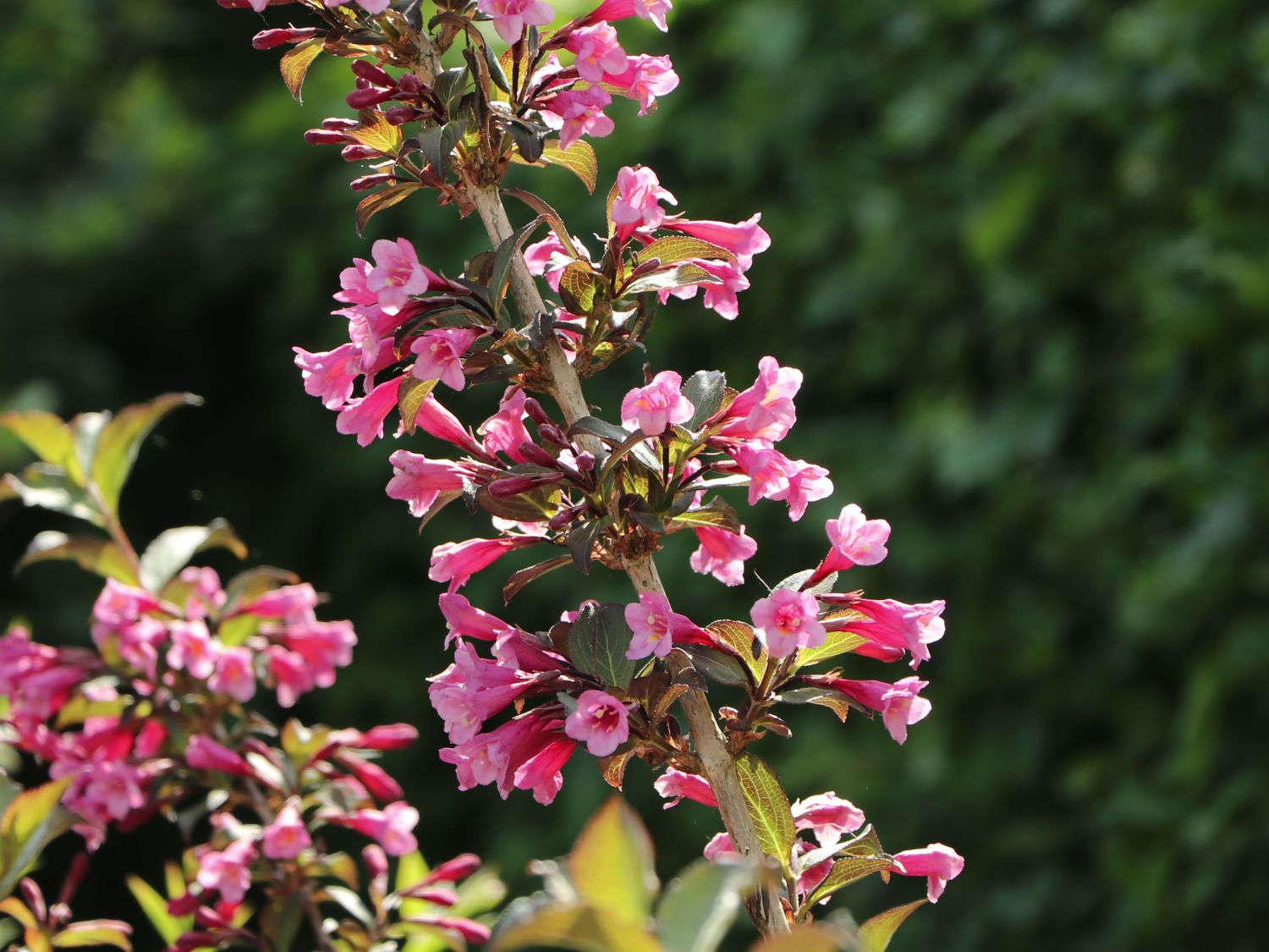 Weigelie 'Naomie Campbell' Weigela 'Naomie Campbell' Baumschule