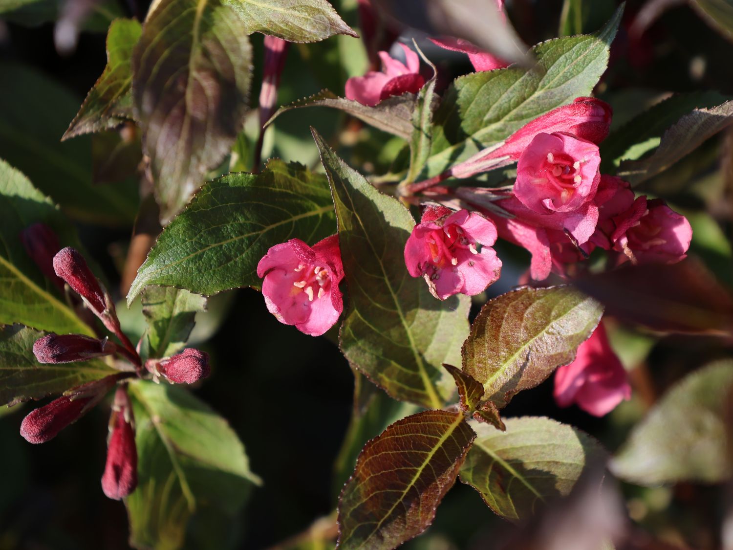 Weigelie 'Naomie Campbell' Weigela 'Naomie Campbell' Baumschule