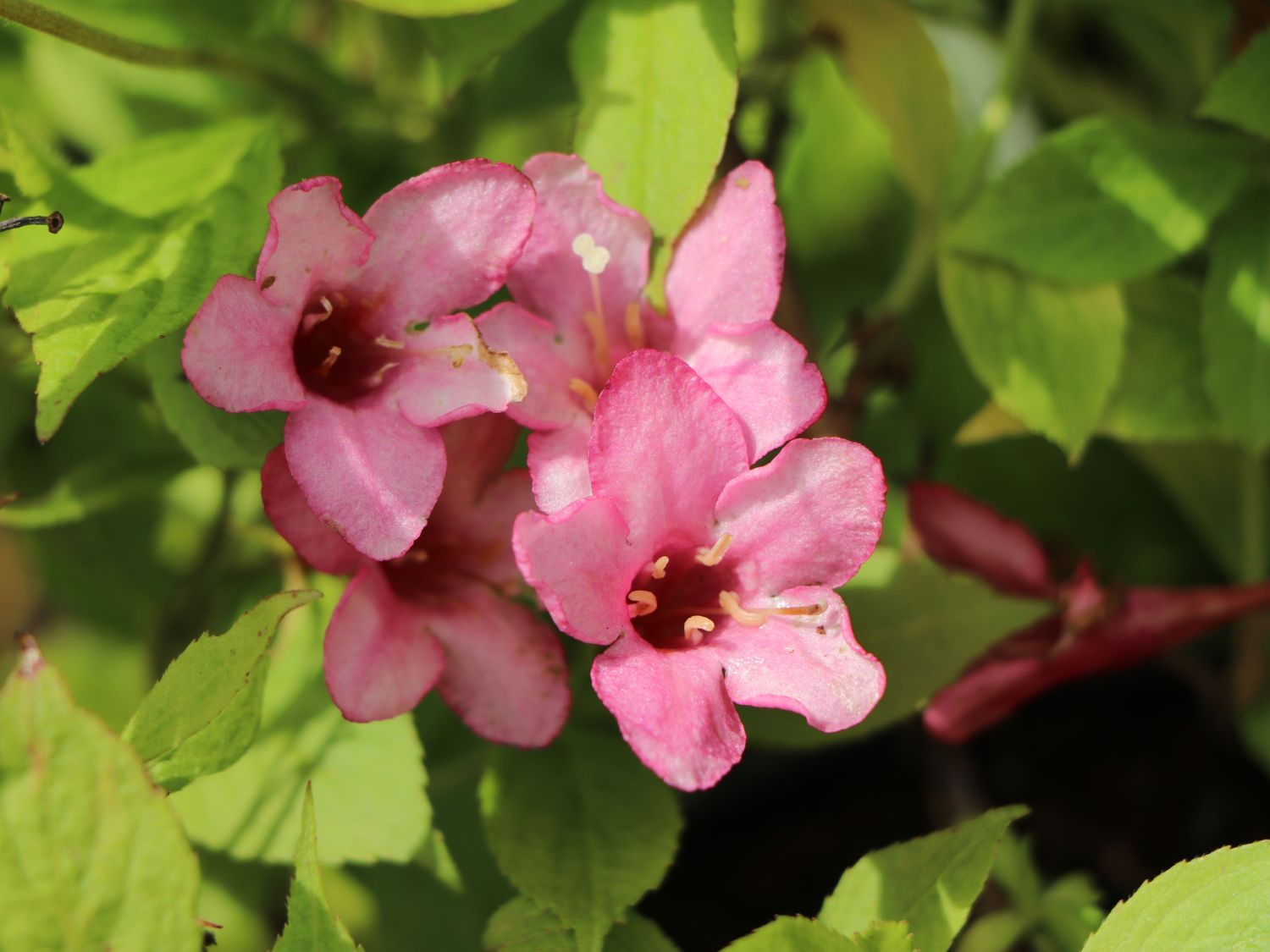 Weigelie 'Picobella Rosa' - Weigela florida 'Picobella Rosa'