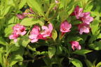 Weigelie 'Picobella Rosa' - Weigela florida 'Picobella Rosa'