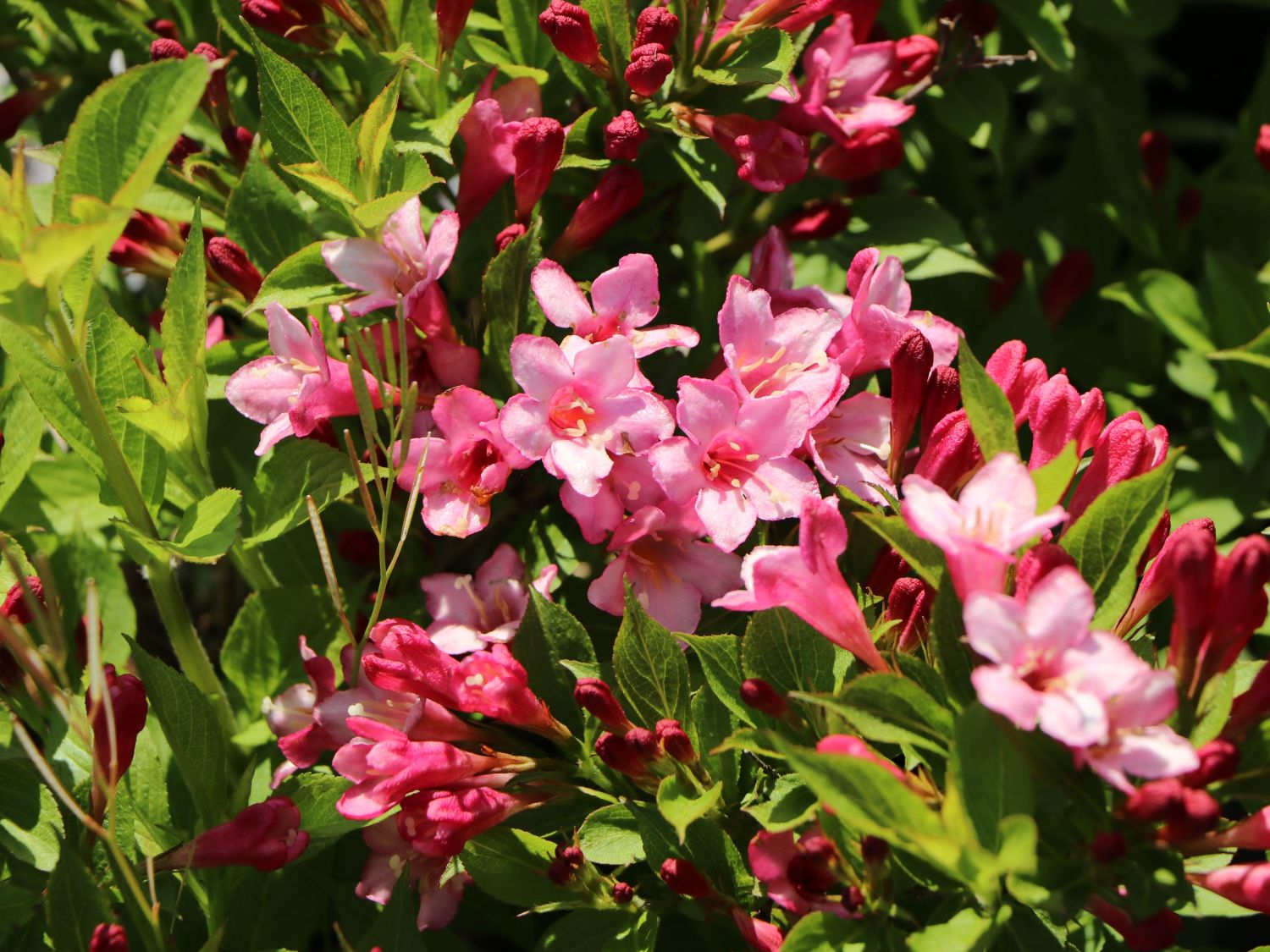 Weigelie 'Picobella Rosa' - Weigela florida 'Picobella Rosa'