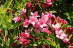 Weigelie 'Picobella Rosa' - Weigela florida 'Picobella Rosa'