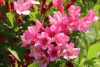 Weigelie 'Picobella Rosa' - Weigela florida 'Picobella Rosa'