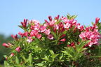 Weigelie 'Picobella Rosa' - Weigela florida 'Picobella Rosa'