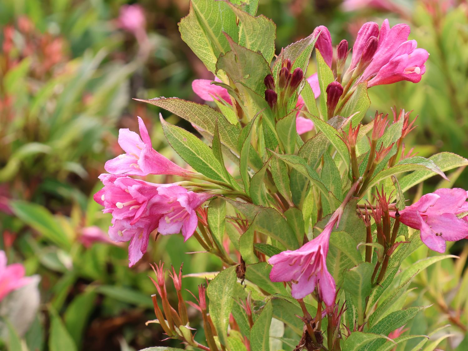 Weigelie 'Picobella Rosa' - Weigela florida 'Picobella Rosa'