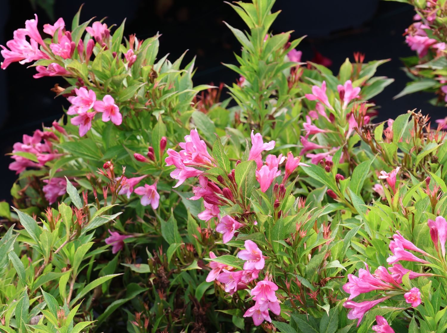 Weigelie 'Picobella Rosa' - Weigela florida 'Picobella Rosa'