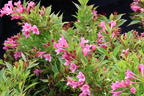 Weigelie 'Picobella Rosa' - Weigela florida 'Picobella Rosa'