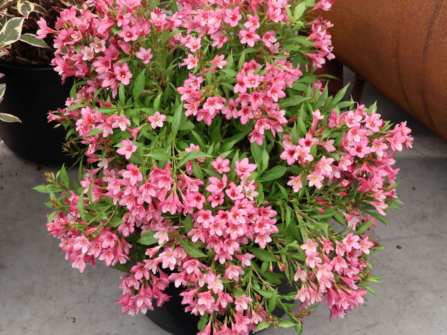 Weigelie 'Picobella Rosa' - Weigela florida 'Picobella Rosa'