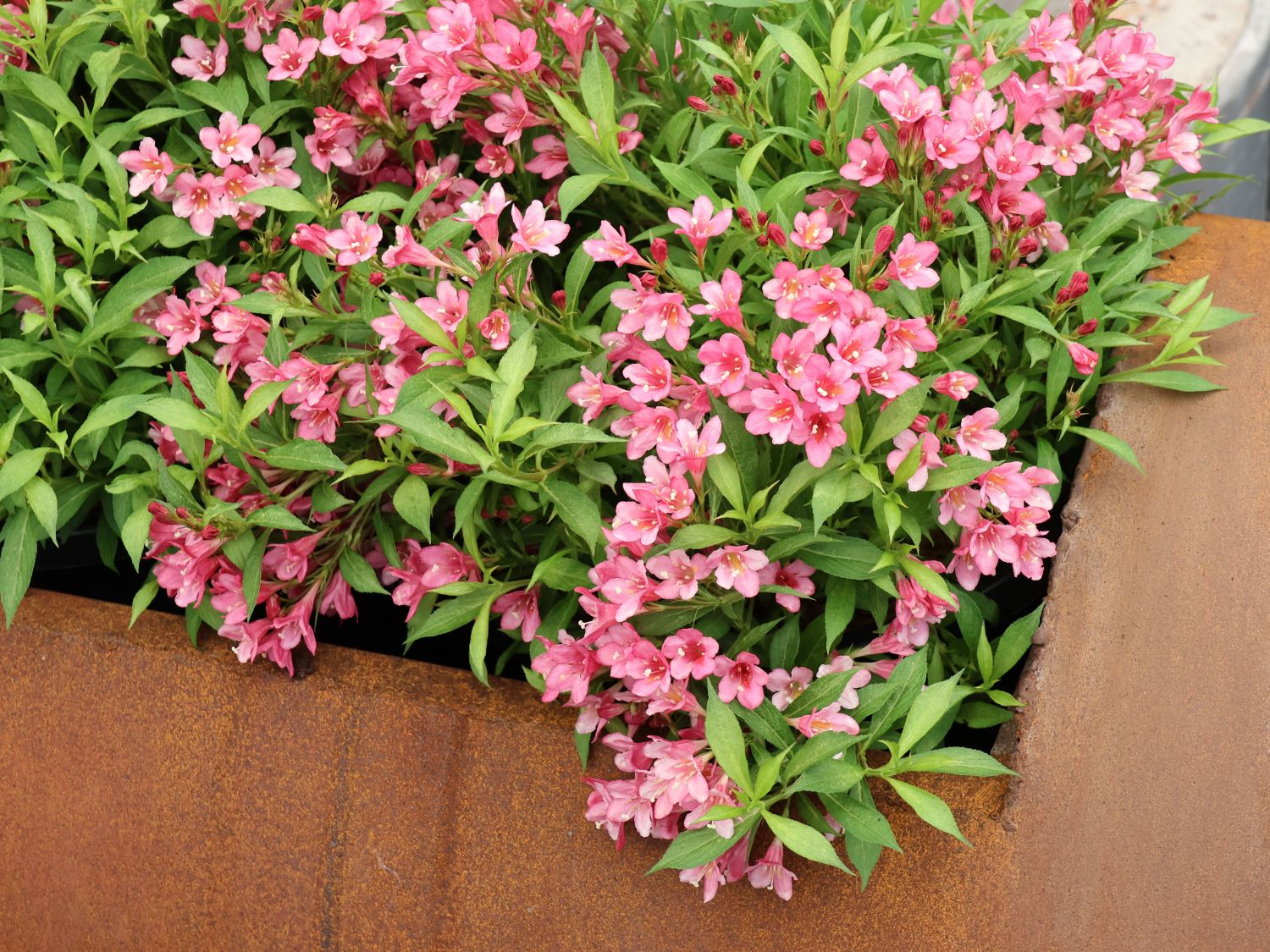 Weigelie 'Picobella Rosa' Weigela florida 'Picobella Rosa