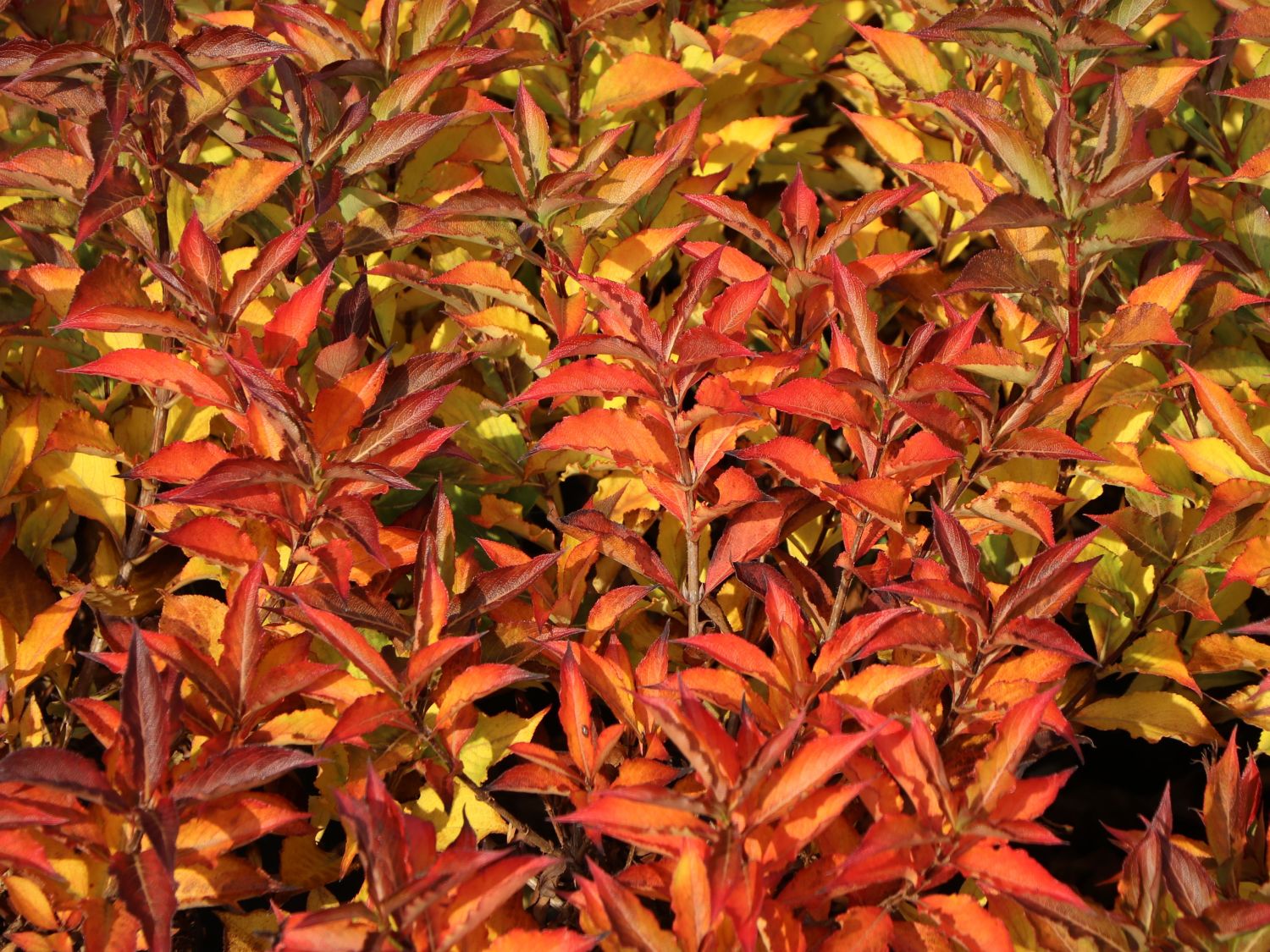 Weigelie 'Pink Poppet' Weigela florida 'Pink Poppet' Baumschule