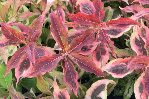 Weigelie PROVEN WINNERS ® 'My Monet Sunset' ® - Weigela florida PROVEN WINNERS ® 'My Monet Sunset' ®