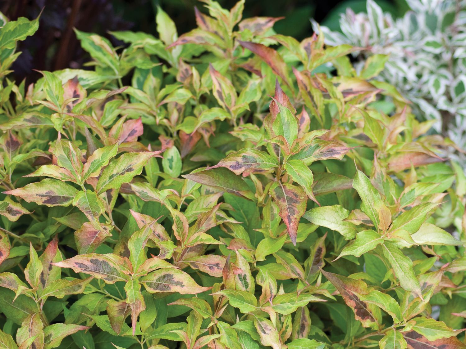 Weigelie PROVEN WINNERS ® 'My Monet Sunset' ® - Weigela florida PROVEN WINNERS ® 'My Monet Sunset' ®