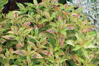 Weigelie PROVEN WINNERS ® 'My Monet Sunset' ® - Weigela florida PROVEN WINNERS ® 'My Monet Sunset' ®