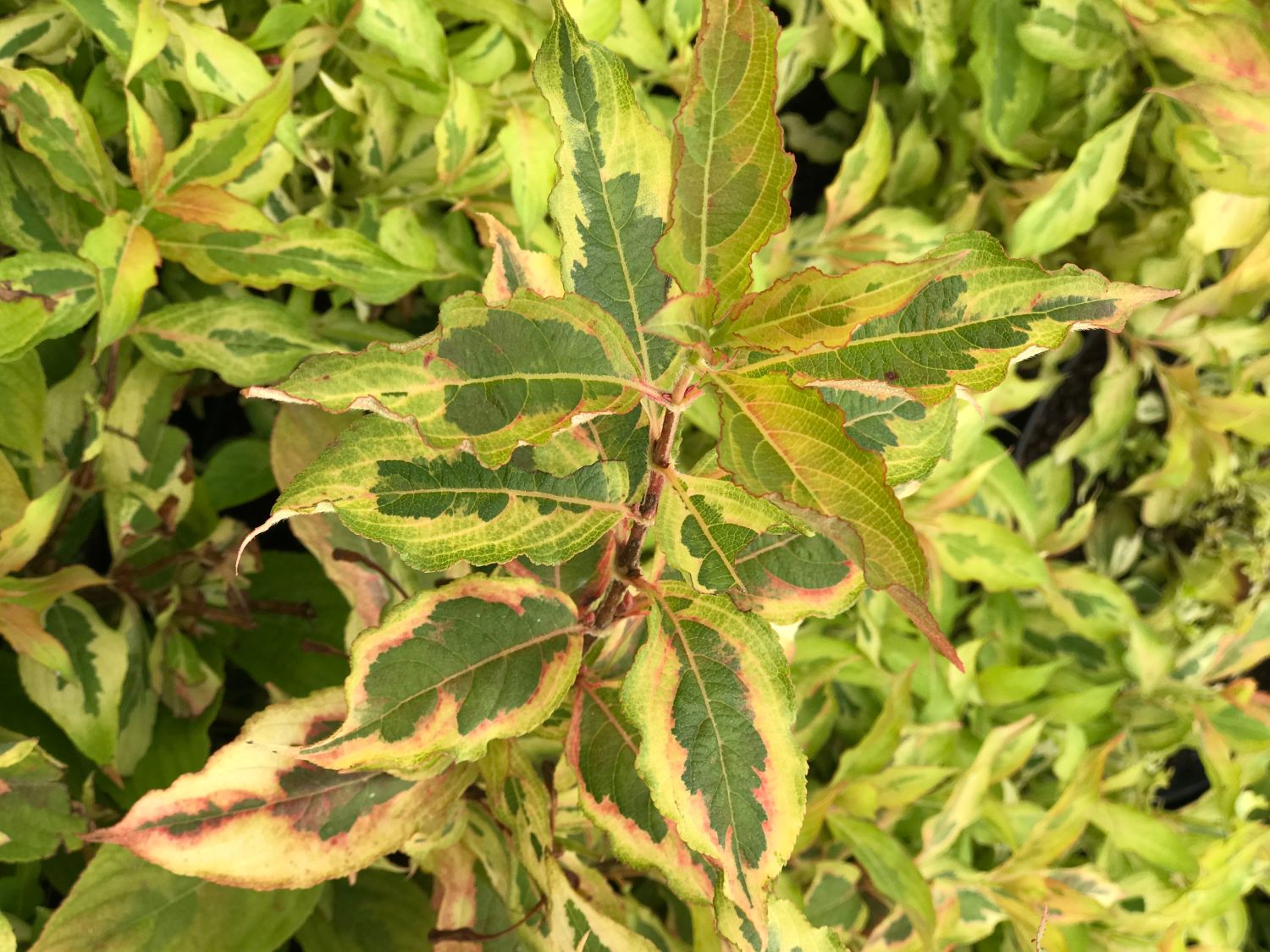 Weigelie PROVEN WINNERS ® 'My Monet Sunset' ® - Weigela florida PROVEN WINNERS ® 'My Monet Sunset' ®