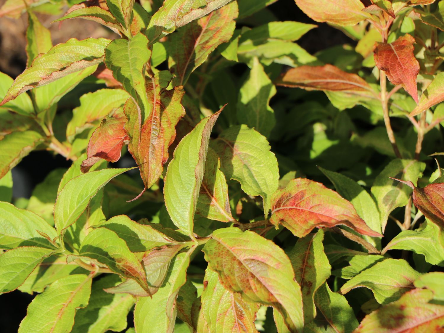 Weigelie PROVEN WINNERS ® 'My Monet Sunset' ® - Weigela florida PROVEN WINNERS ® 'My Monet Sunset' ®