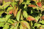 Weigelie PROVEN WINNERS ® 'My Monet Sunset' ® - Weigela florida PROVEN WINNERS ® 'My Monet Sunset' ®