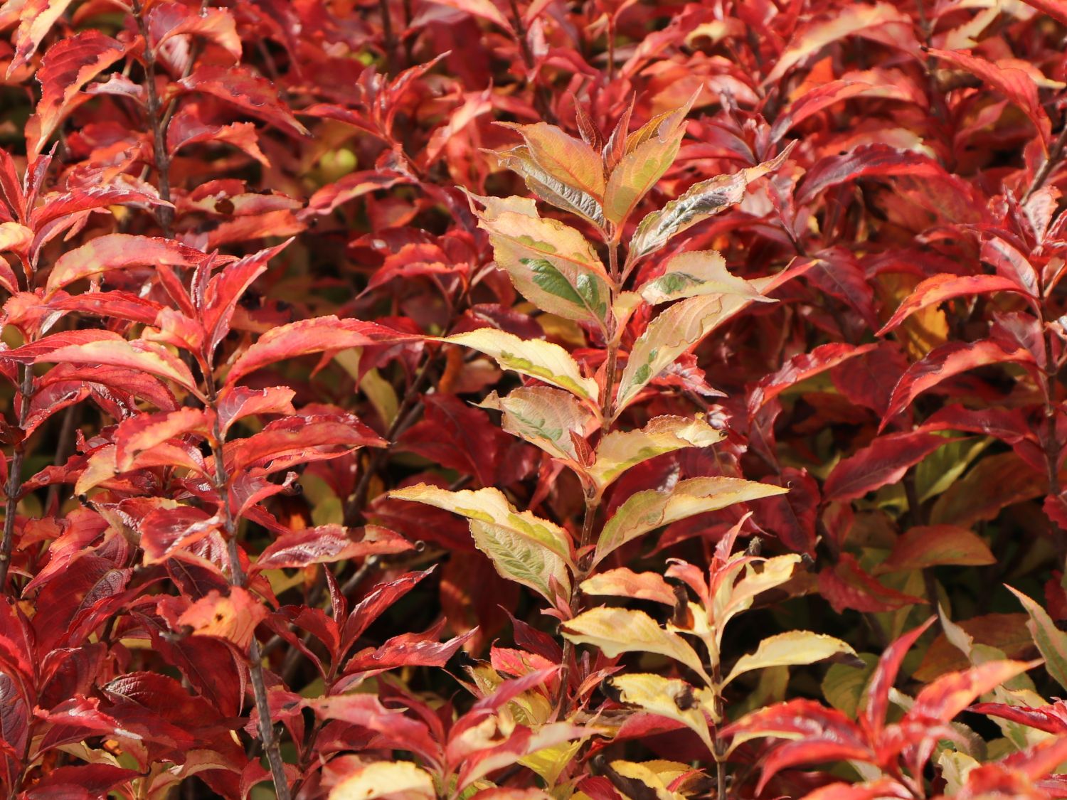 Weigelie PROVEN WINNERS ® 'My Monet Sunset' ® - Weigela florida PROVEN WINNERS ® 'My Monet Sunset' ®
