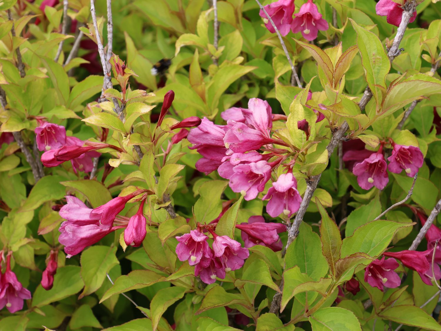 Weigelie PROVEN WINNERS ® 'My Monet Sunset' ® - Weigela florida PROVEN WINNERS ® 'My Monet Sunset' ®
