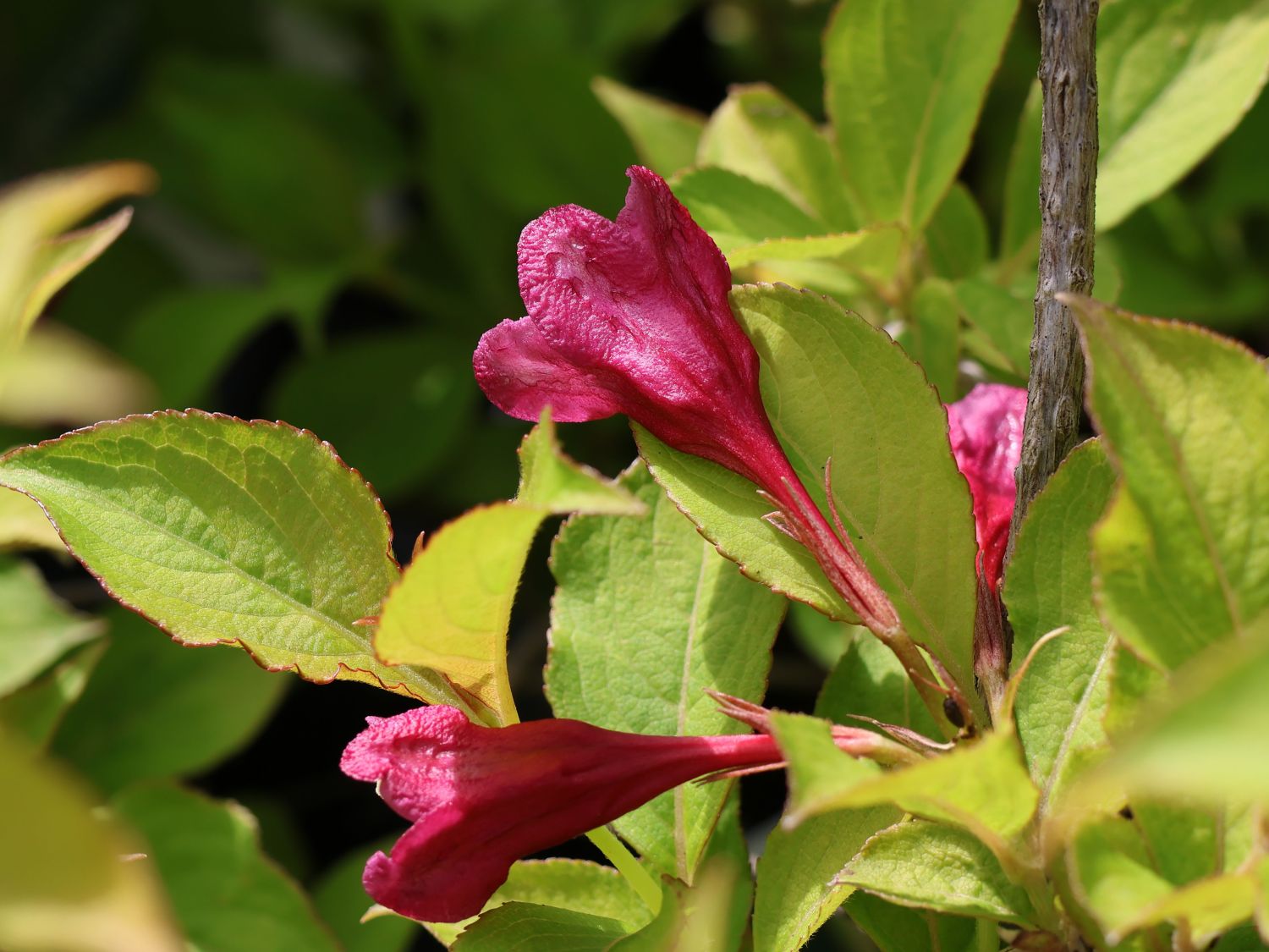 Weigelie PROVEN WINNERS ® 'My Monet Sunset' ® - Weigela florida PROVEN WINNERS ® 'My Monet Sunset' ®