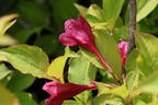 Weigelie PROVEN WINNERS ® 'My Monet Sunset' ® - Weigela florida PROVEN WINNERS ® 'My Monet Sunset' ®