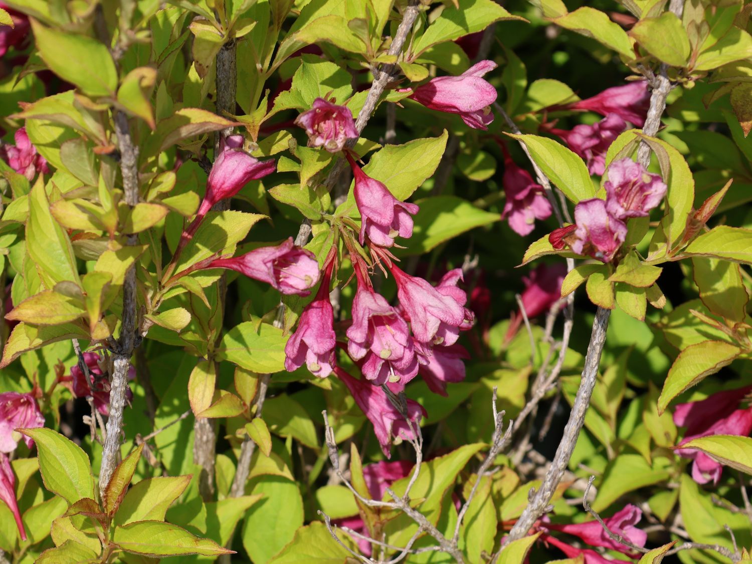 Weigelie PROVEN WINNERS ® 'My Sunset' ® Weigela florida PROVEN