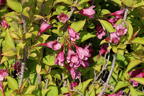 Weigelie PROVEN WINNERS ® 'My Monet Sunset' ® - Weigela florida PROVEN WINNERS ® 'My Monet Sunset' ®