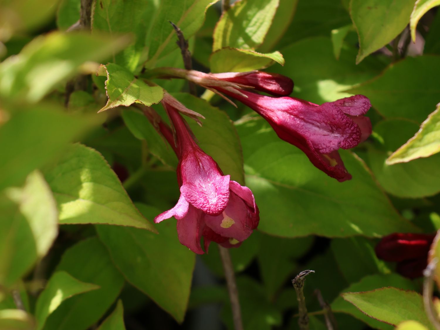 Weigelie PROVEN WINNERS ® 'My Monet Sunset' ® - Weigela florida PROVEN WINNERS ® 'My Monet Sunset' ®